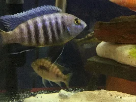 Former Newbie's African Cichlid Experience