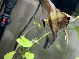 Possible Illness w/ Angelfish