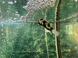 Injured puffer