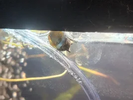 My first tank!