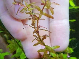 I forgot the name of these plants