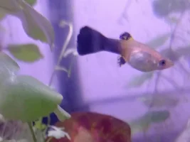 Chubby Guppy Causes