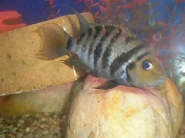 Post A Pic Of Your Fish And Rate Fish Above You