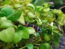 Kuhli Loaches?