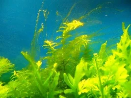 Please Help My Plants Are Growing Funny