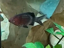 River stream 53g