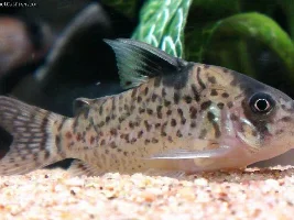 Need Help To Id Fish