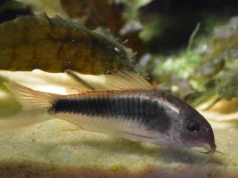 Corydoras Aeneus?