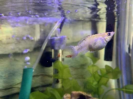 Molly not giving Birth after 5.5 weeks?