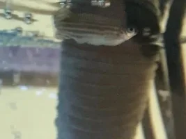 My zebra danio is acting strange.