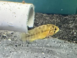 New additions to my South American tank