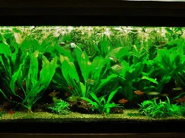 "Loose" Amazon Biotope
