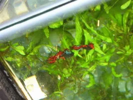 Betta