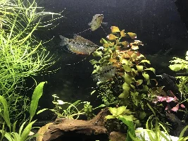 Little River Rio