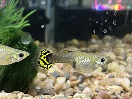 Is my guppy pregnant? It’s been 6 weeks