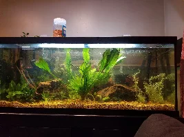 Can I mix yo yo loach and clown with corys