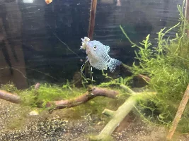 30g Lake Inle Aquaponic Biotope