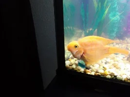 Blood parrot cichlid sick
