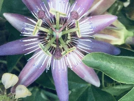 Blooming backyard