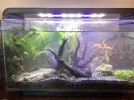 Two dead Bettas...