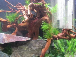 New Tank Setup, 165L 3rd tank on the go.