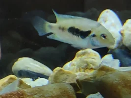 Honduran red point male or female?
