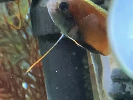 Spot on Honey Gourami