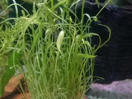 Help Identifying/growing Live Plants