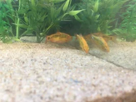 Gold Barb has a Distended Abdomen?