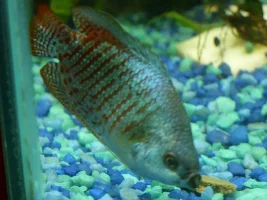 My Dwarf Neon Gourami