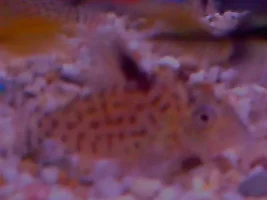 Help Id Cory's Please