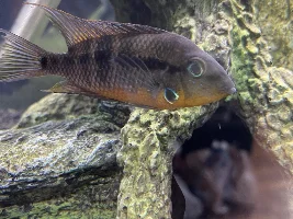Sexing Firemouth?