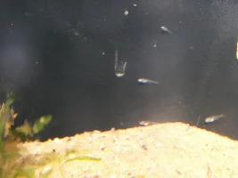 Really nano microfish