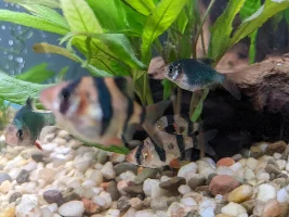 Ick? Bacterial infection?