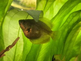 Honey gourami sick