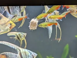 Tubiflex Tuesday on Monday - Green Fire Tetra