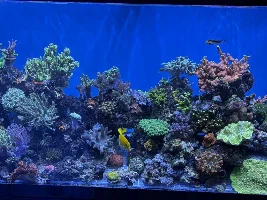 90g budget mixed reef