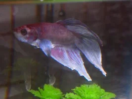 Tails color changing to white
