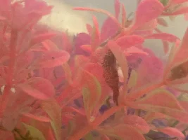 Is this a ghost shrimp?