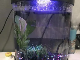 my betta is dying and I don’t know what to do please help