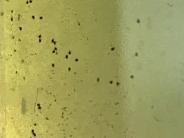 What are these tiny specks in my planted aquarium?