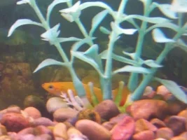 Swordtail Sitting On Bottom, Not Eating