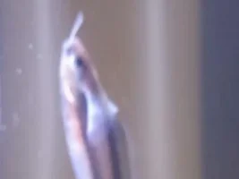Please What Is My Fish
