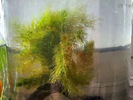 How to make an ecosphere?