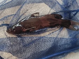 What is this fish think its a catfish but what?