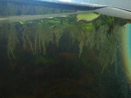 "Brown Goo" on Frogbit Roots ?