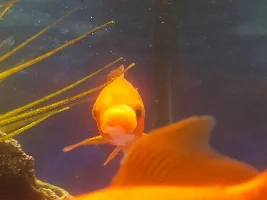 Fish growth?