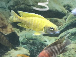 PEACOCK IDs