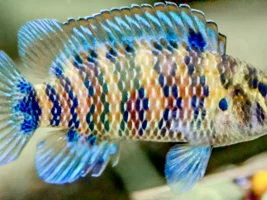 prettiest Badis badis...