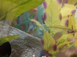 Thoughts on New Tank Idea?